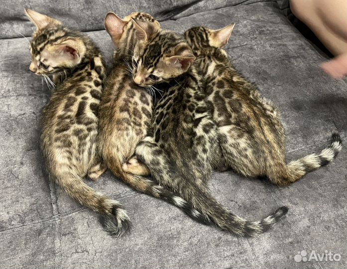 Бенгальские котята