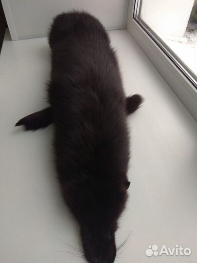 Шкурка песца