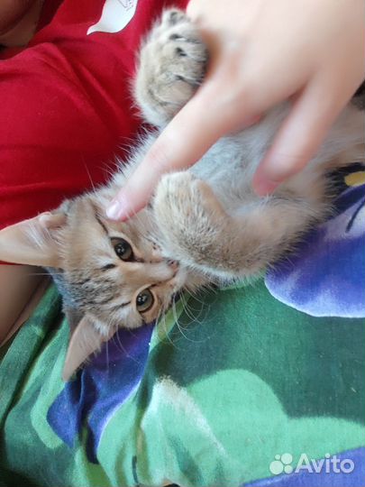 Котёнок (мальчик) в добрые руки