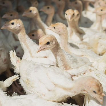Индейка подрощенная