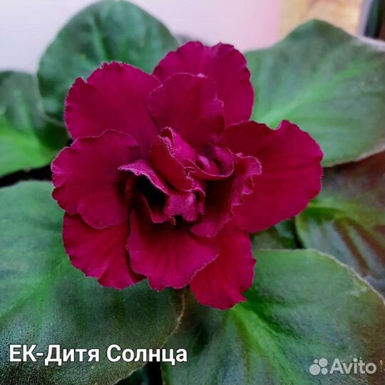 Детки фиалок сортовых