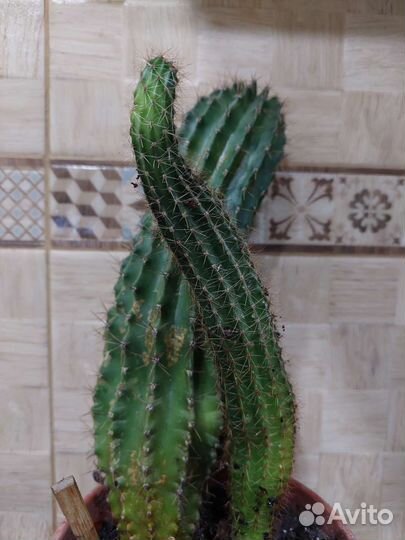 Большой кактус