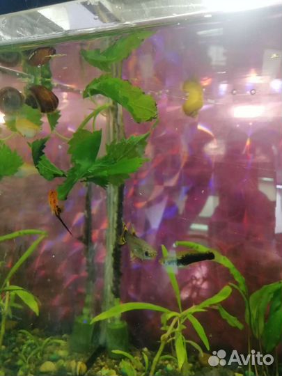 Аквариумные рыбки