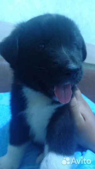 Щенок в добрые руки бесплатно