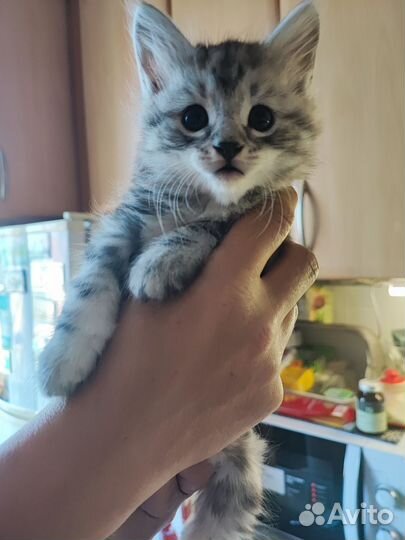 Кошки, питомцы домашние