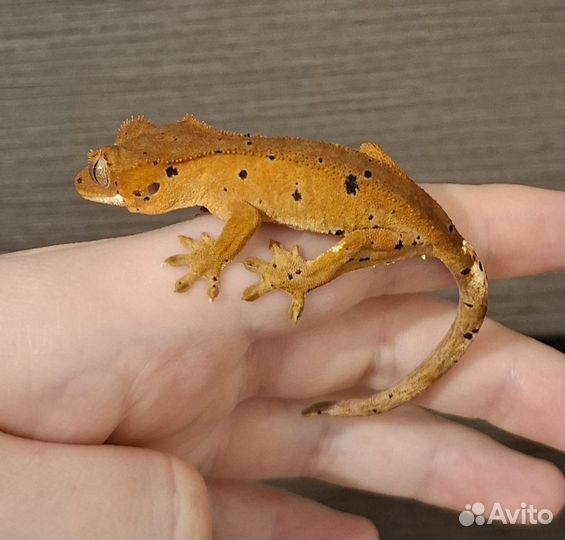 Реснитчатый бананоед малыш