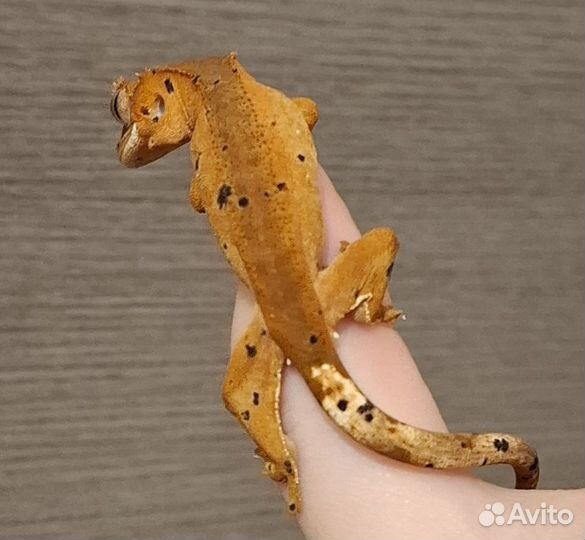 Реснитчатый бананоед малыш