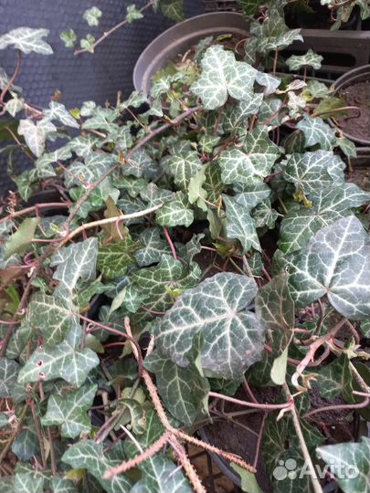 Плющ вечнозеленый