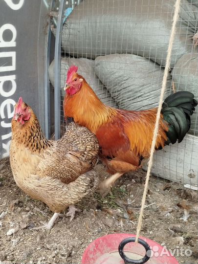 Петух Кучинская Юбилейная