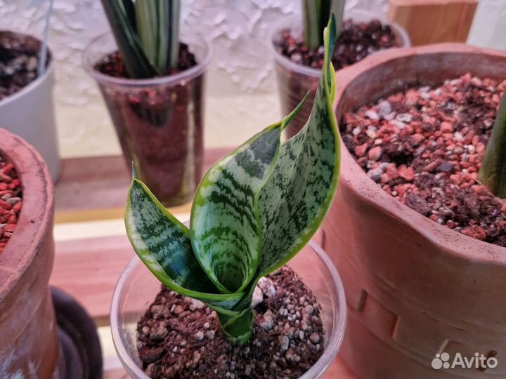 Сансевиерия