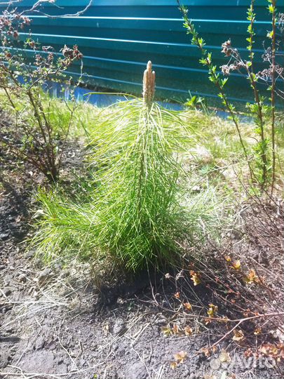 Саженец кедра