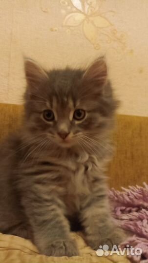 Котята две девочки