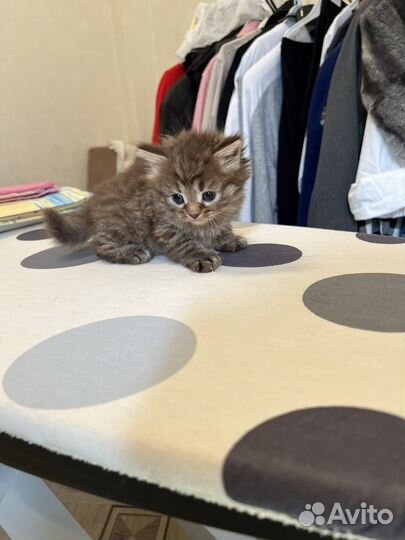 Котёнок бесплатно