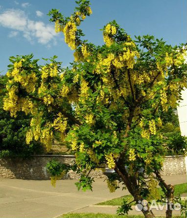 Акация желтая белая семена