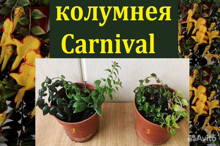 Глоксинии,колерия,колумнея Carnival