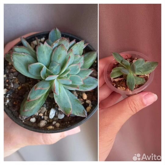 Черенки суккулентов