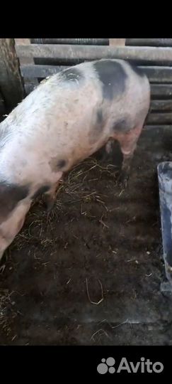 Две свиньи на мясо