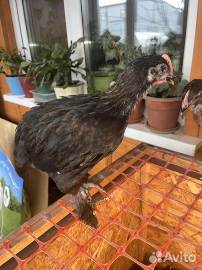 Куры мараны