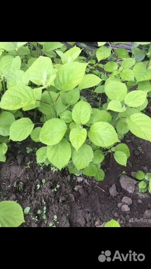 Примулы, саженцы гортензии, хоста голубая