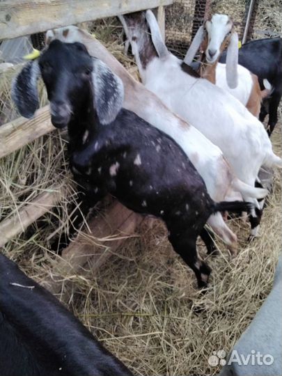 Козлята камори