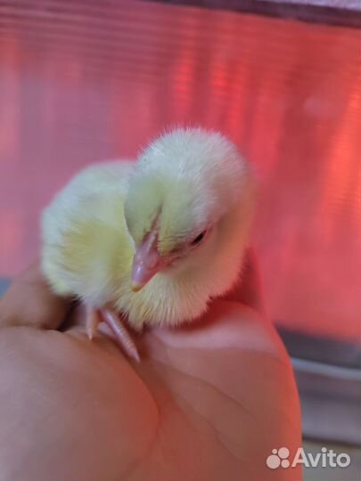 Цыплята Кобб 500