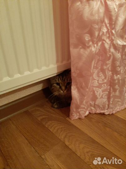 Передержка домашних животных в домашних условиях