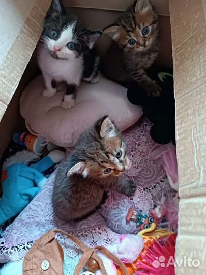 Котята в добрые руки
