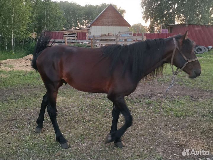 Лошадь жеребец