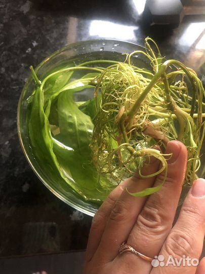 Аквариумное растение