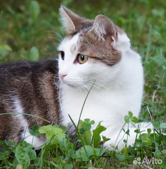 Кошка в добрые руки