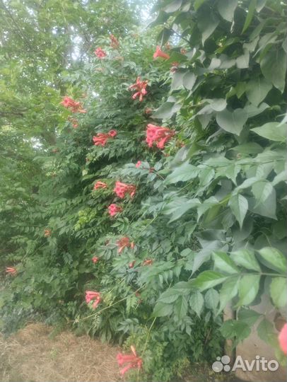 Акация Ленкоранская, Глициния, Текома, Гибискус