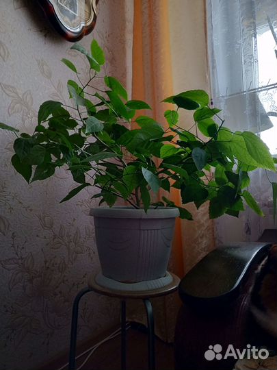 Роза комнатная