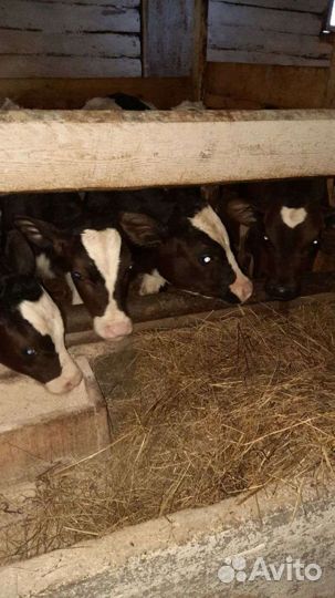 Бычки холмогоры от 2 х недель
