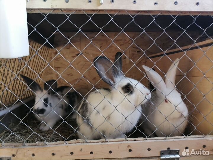 Колифорнийские Кролики мясных пород