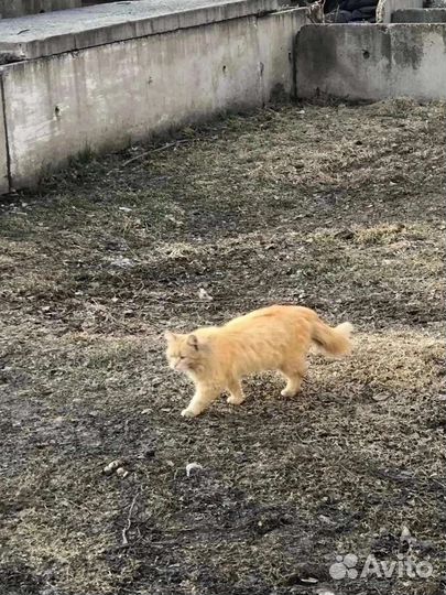 Кот в добрые руки