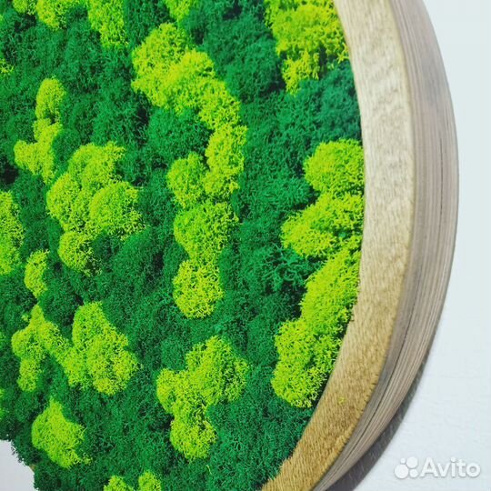 Панно стабилизированный мох круг в раме