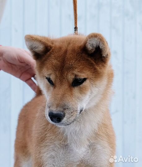 Мальчик Сиба