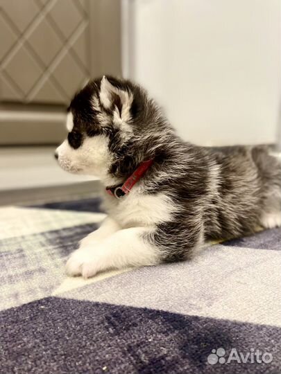 Сибирский хаски