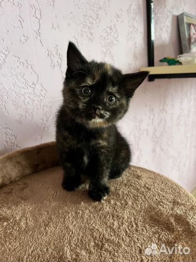 Котенок в дар бесплатно