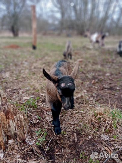 Альпийский козлик