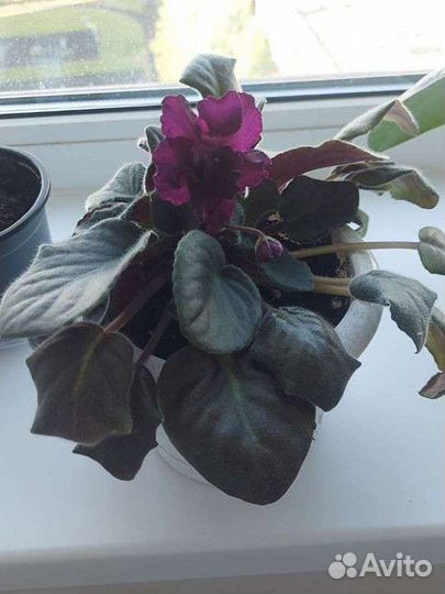 Фиалки сортовые