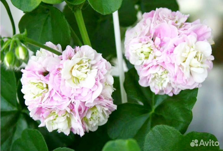 Пеларгония Каролина