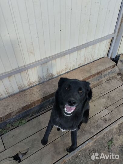 Отдам в добрые руки