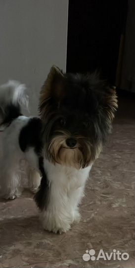 Бивер