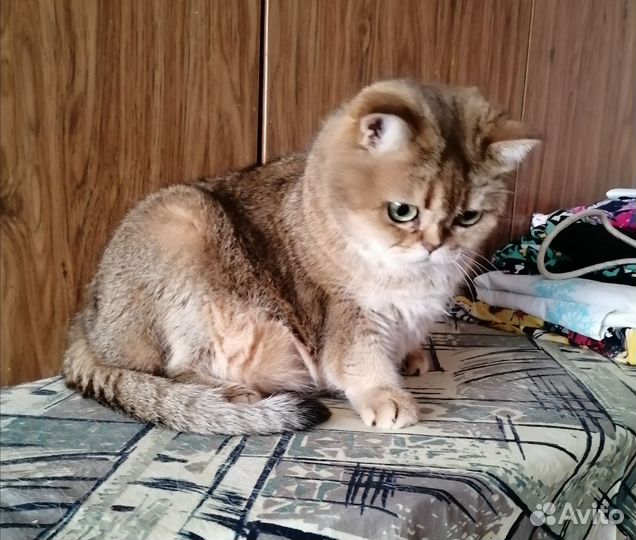 Британские кошки в дар