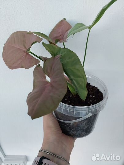 Сингониум Неон Пинк