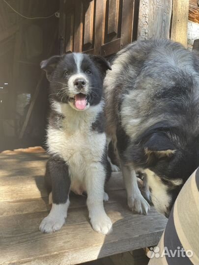 Щенок Маламута