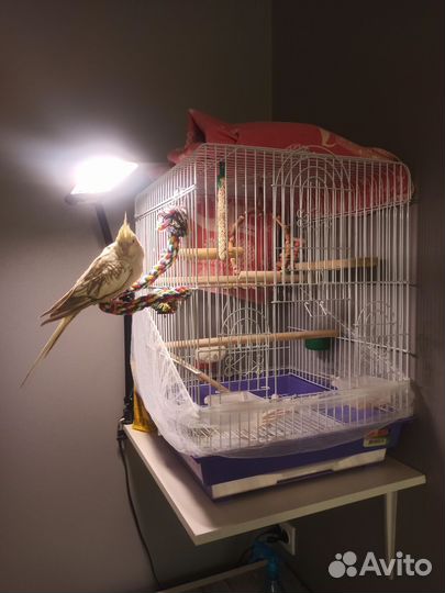 Попугай корелла