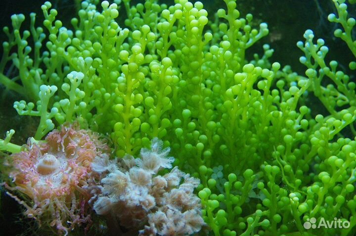 Каулерпа виноградная водоросль для аквариумов