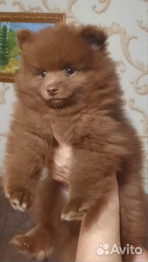 Щенки немецкого шпица